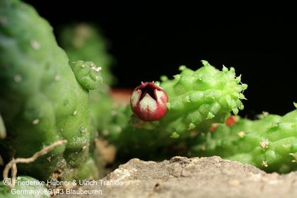 Echidnopsis globosa (LAV 30811, Yemen, 10 km SE Ras Huweira) (FH08,067) 001 – Asclepidarium