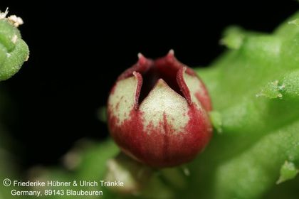 Echidnopsis globosa (LAV 30811, Yemen, 10 km SE Ras Huweira) (FH08,067) 002 – Asclepidarium