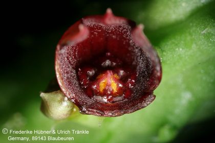 Echidnopsis globosa (LAV 30811, Yemen, 10 km SE Ras Huweira) (FH08,067) 004 – Asclepidarium