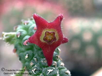 Echidnopsis lavraniana (Ethiopia Sidamo Prov.) 1 – Asclepidarium