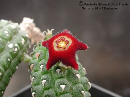Echidnopsis lavraniana (Ethiopia Sidamo Prov.) 2 – Asclepidarium