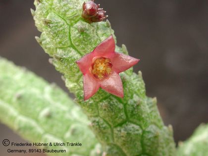 Echidnopsis leachii (Tanzania Morogoro Prov.) 1 – Asclepidarium