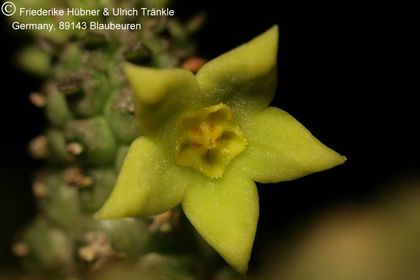 Echidnopsis scutellata ssp dhofarensis (FH05,145) 001 – Asclepidarium