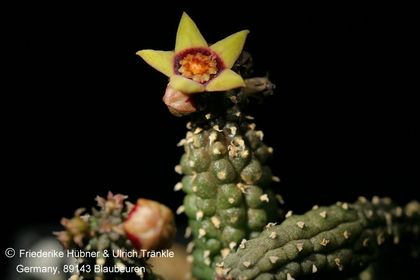 Echidnopsis scutellata ssp scutellata (FH09,013) 001 – Asclepidarium