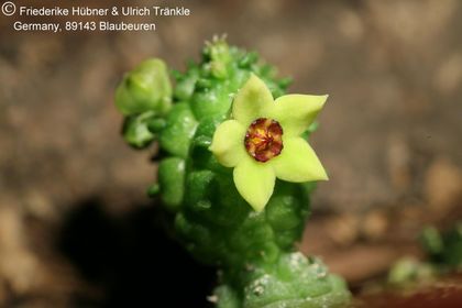 Echidnopsis scutellata subs dhofarensis (Specks 75) (FH08,082) 001 – Asclepidarium