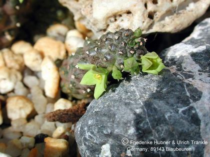 Echidnopsis scutellata subsp dhofarensis 2 – Asclepidarium