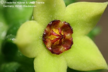 Echidnopsis scutellata subsp dhofarensis (Specks 75) (FH08,082) 004 – Asclepidarium