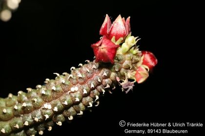 Echidnopsis sp nov (Specks 10) (FH08,083) 006 – Asclepidarium