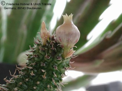 Echidnopsis specksii (zweiter Klon) 1 – Asclepidarium