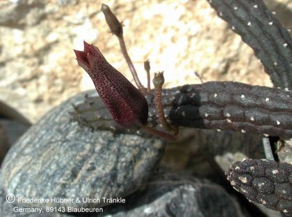 Echidnopsis squamulata 1 – Asclepidarium