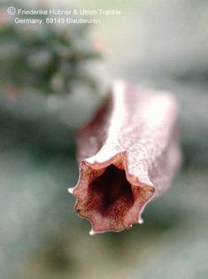 Echidnopsis squamulata Blüte frontal – Asclepidarium