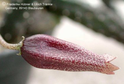 Echidnopsis squamulata Blüte seitlich – Asclepidarium