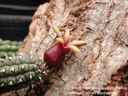 Echidnopsis watsonii (FH04,013) 2 – Asclepidarium