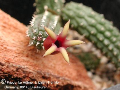 Echidnopsis watsonii (FH04,013) 3 – Asclepidarium