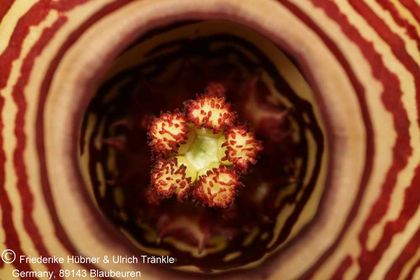 Edithcolea grandis 007 – Asclepidarium
