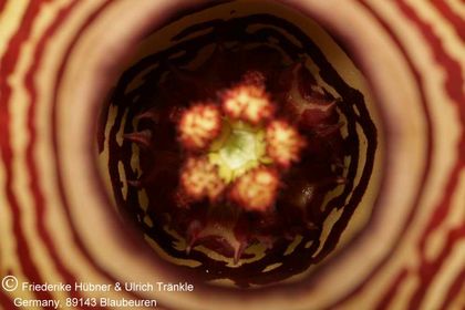 Edithcolea grandis 008 – Asclepidarium