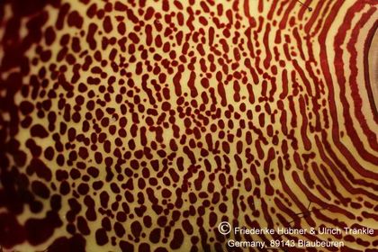 Edithcolea grandis 010 – Asclepidarium