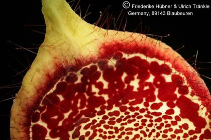 Edithcolea grandis 012 – Asclepidarium