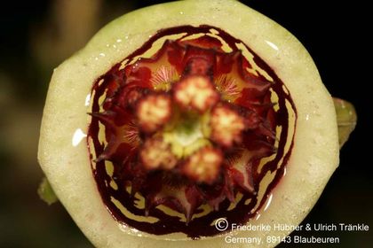 Edithcolea grandis 016 – Asclepidarium