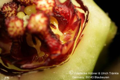 Edithcolea grandis 021 – Asclepidarium