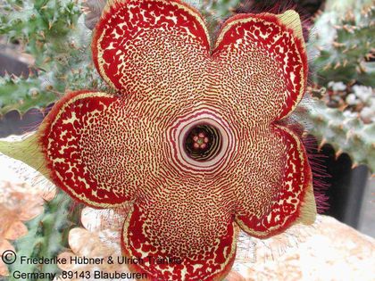 Edithcolea grandis 2 – Asclepidarium