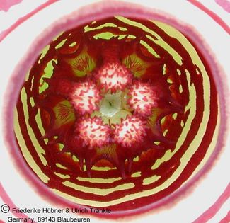Edithcolea grandis 3 – Asclepidarium