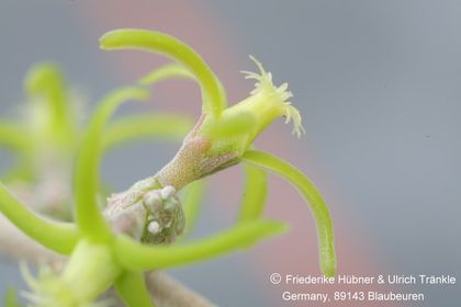 Fockea camura (East Africa, Exotica) 005 – Asclepidarium