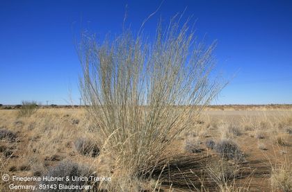 Gomphocarpus filiformis (Namibia) 001 – Asclepidarium