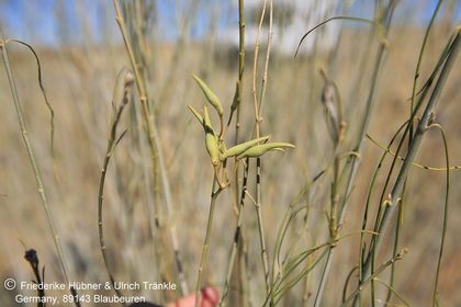 Gomphocarpus filiformis (Namibia) 002 – Asclepidarium