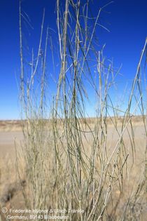 Gomphocarpus filiformis (Namibia) 003 – Asclepidarium