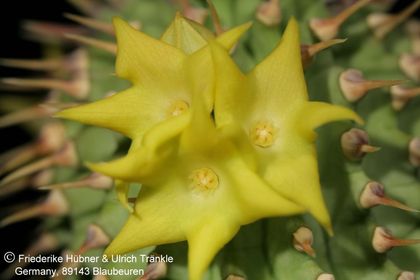 Hoodia alstonii (UTS04,046) 002 – Asclepidarium