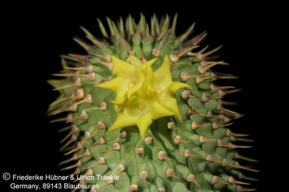 Hoodia alstonii (UTS04,046) 003 – Asclepidarium