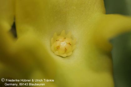 Hoodia alstonii (UTS04,046) 005 – Asclepidarium
