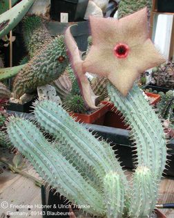 Hoodia currorii ssp currorii Walvis Bay 1 – Asclepidarium