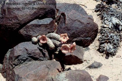 Hoodia currorri (Swakop-Rivier Swakopmund Namibia) 3 HT – Asclepidarium