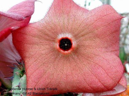 Hoodia currorrii (Angola Alto Catumpbello) 3 HT – Asclepidarium