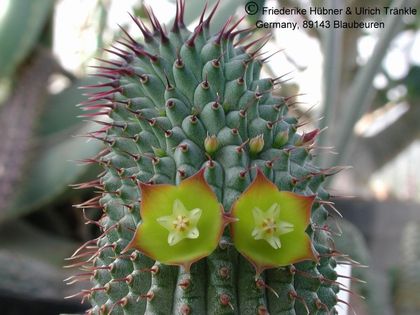 Hoodia flava 2 – Asclepidarium