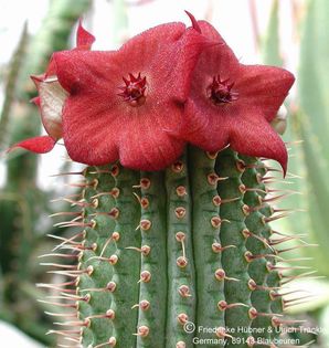 Hoodia flava x cf. ruschii 3 – Asclepidarium