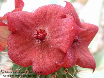 Hoodia flava x cf. ruschii 4 – Asclepidarium