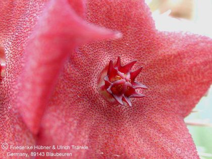 Hoodia flava x cf. ruschii 5 – Asclepidarium