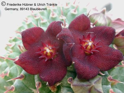 Hoodia flava x pilifera (UTS02,014) 3 – Asclepidarium