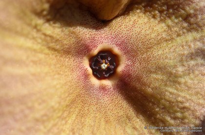 Hoodia gordonii 04951 – Asclepidarium
