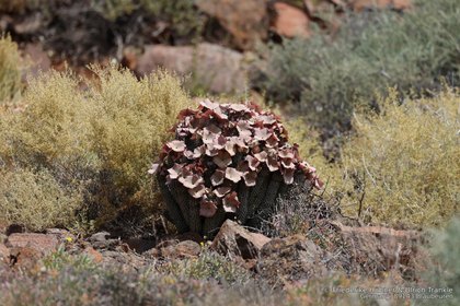 Hoodia gordonii 05124 – Asclepidarium