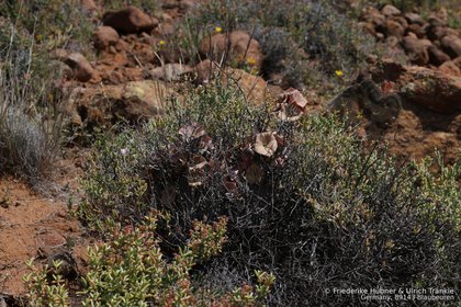 Hoodia gordonii 05139 – Asclepidarium