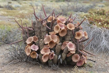 Hoodia gordonii 06329 – Asclepidarium