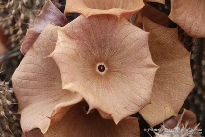 Hoodia gordonii 06336 – Asclepidarium