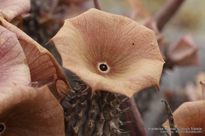 Hoodia gordonii 06337 – Asclepidarium