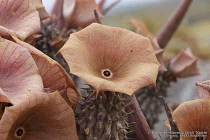 Hoodia gordonii 06339 – Asclepidarium
