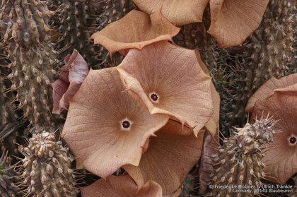 Hoodia gordonii 06369 – Asclepidarium