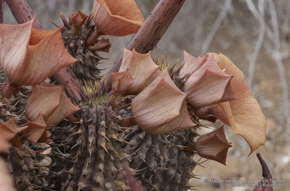 Hoodia gordonii 06400 – Asclepidarium
